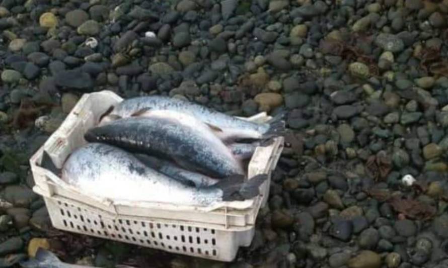Fuga de salmones hizo sonar las alarmas en Sernapesa: Empresa dijo que fue sabotaje 