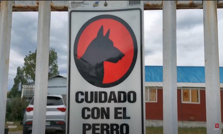 Adiestrador canino nos explica las características de la raza Pitbull