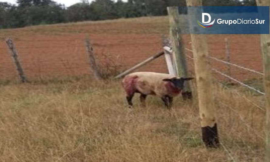Aumentan ataques de perros asilvestrados al ganado y fauna silvestre