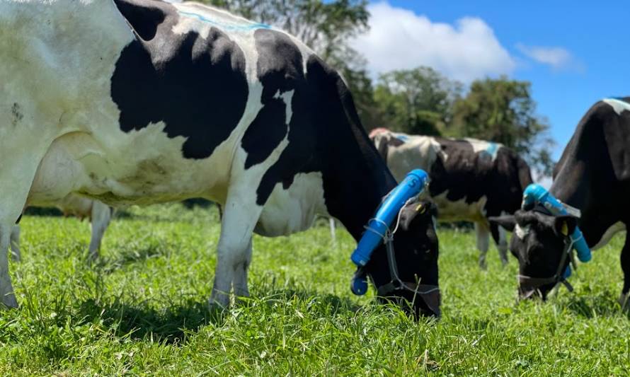 Buscan mejorar respuesta productiva en verano y reducir las emisiones de gases invernadero en vacas lecheras a pastoreo