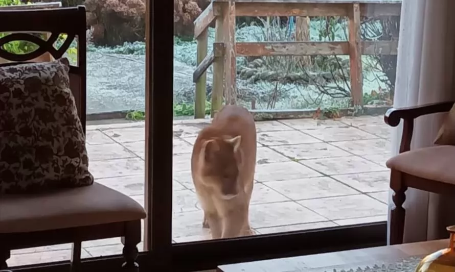 (VIDEO) Familia sorprende a puma paseándose por el interior de su patio
