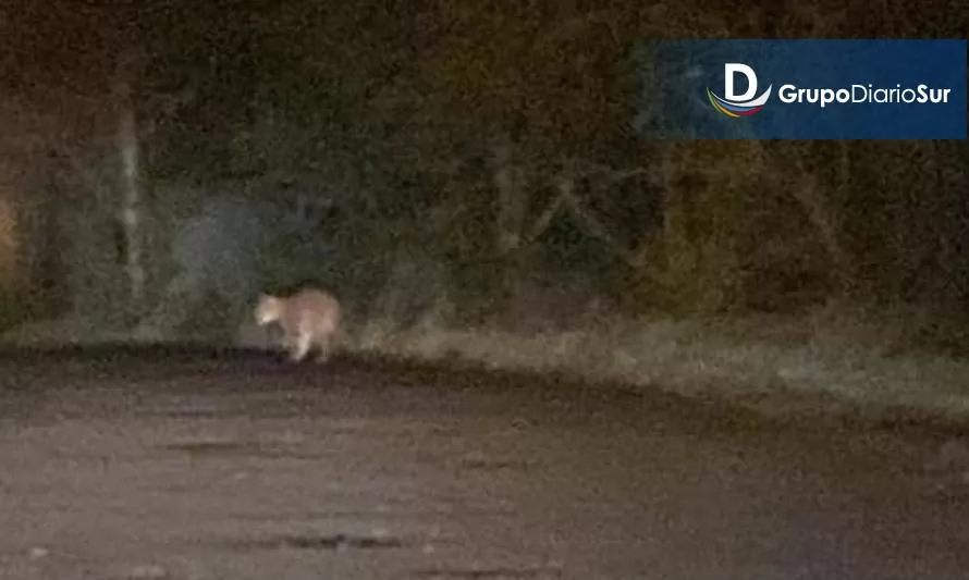 Puma "Simba" sigue suelto: lo avistan cerca del aeropuerto