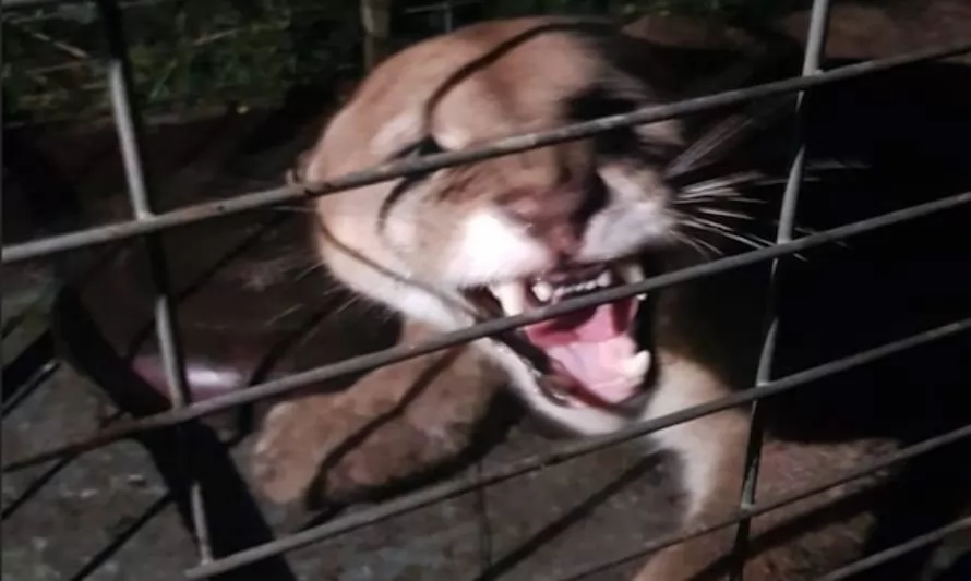 (Video) La historia tras la captura de Simba, el puma prófugo de Puerto Montt
