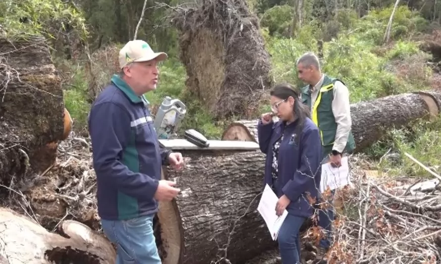 Fiscalizaron denuncias por tala ilegal de bosque nativo en Alto La Paloma