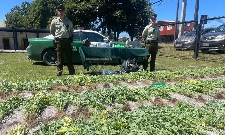 OS-7 de Carabineros encontró plantación de marihuana en Puerto Varas