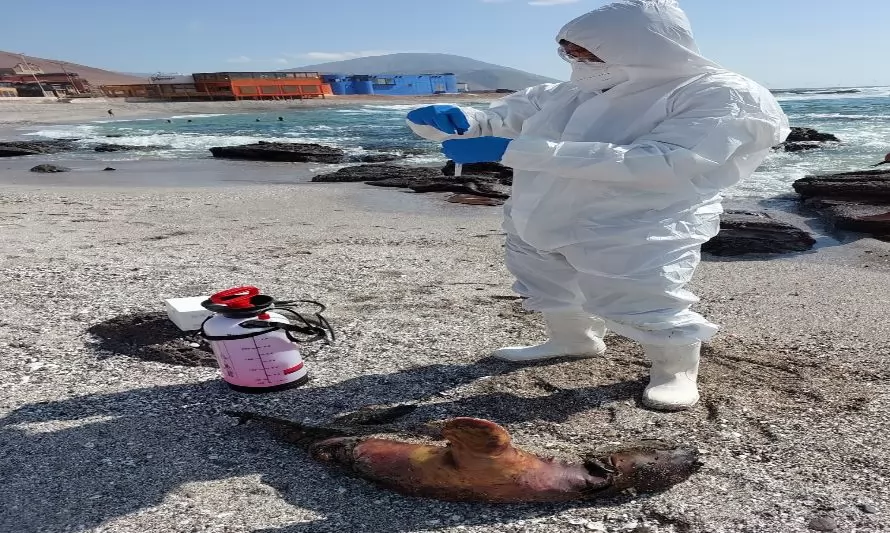 Sernapesca confirma primer caso de influenza aviar en un lobo marino en  Chile