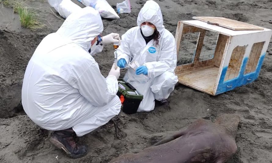 Sernapesca confirma nuevos casos positivos de influenza aviar en lobos marinos en región de Los Lagos