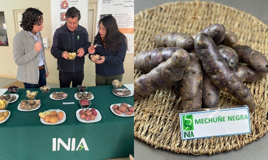 Ministerio de Agricultura destaca patrimonio genético y culinario de las papas