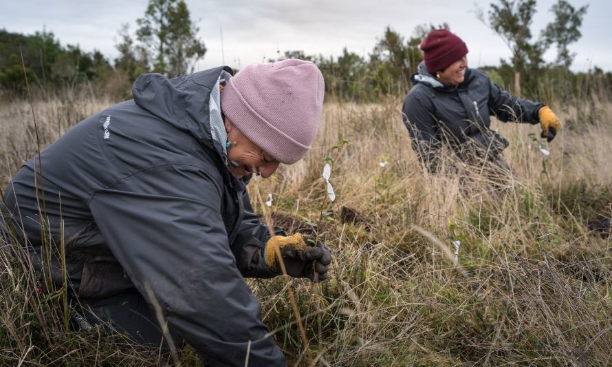 Festival Pala en Mano ya plantó 6 mil árboles en Chiloé