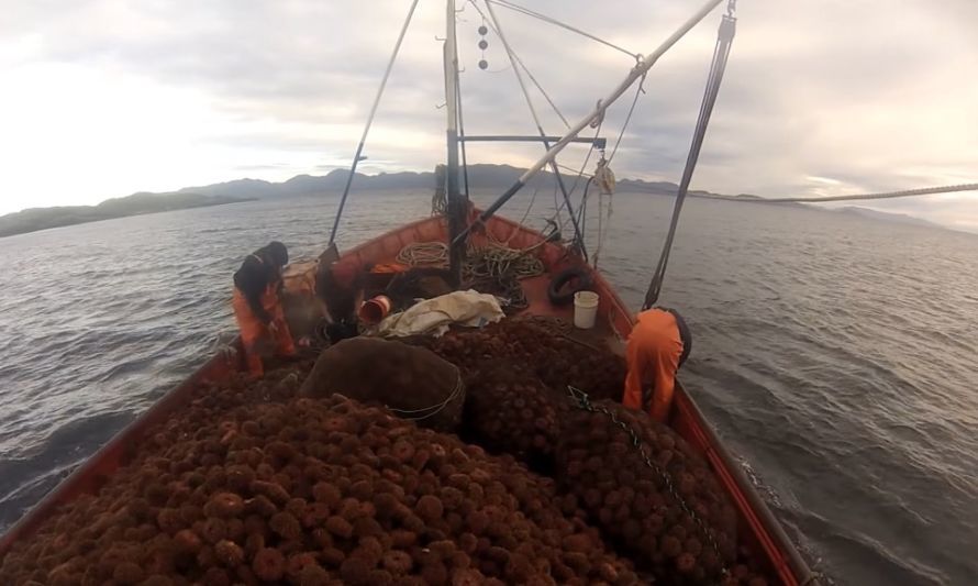 Manifiestan preocupación por prohibición a embarcaciones de Los Lagos para la extracción de bentónicos en Aysén