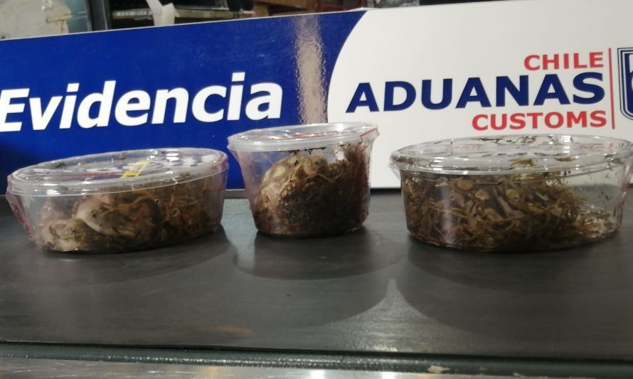 Aduanas encuentra serpientes y tortugas vivas ingresando en cajas de encomiendas