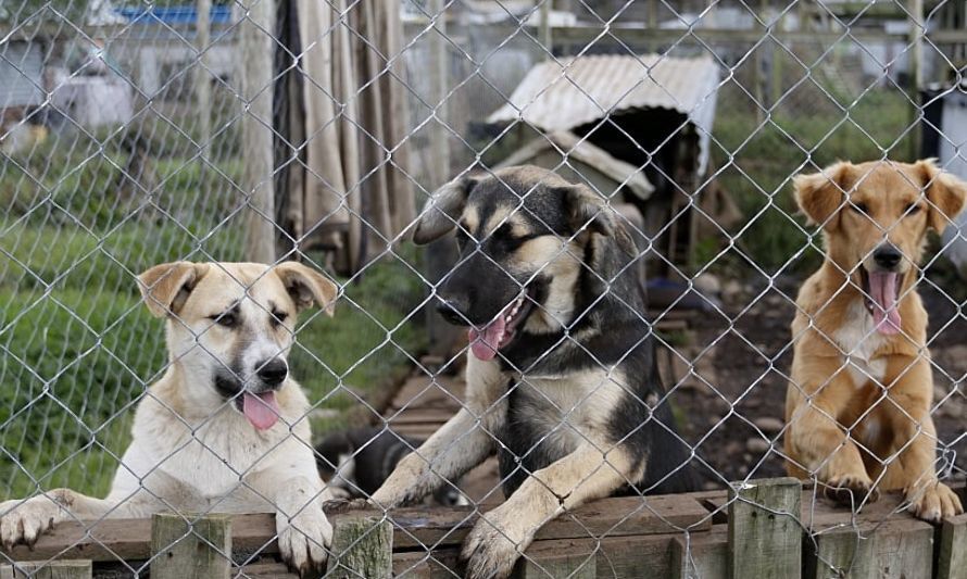 Agrupaciones animalistas invitan a vecinos este domingo a jornada de adopción en la Plaza de Armas