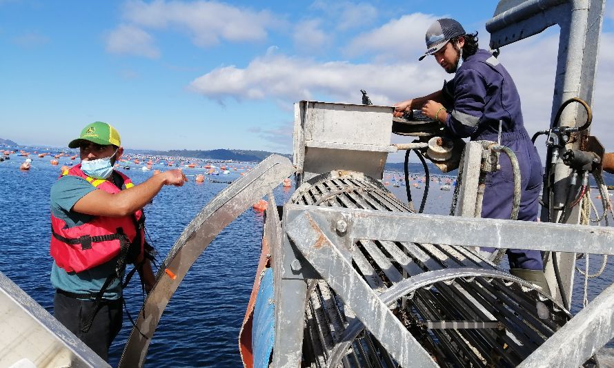 Micro, pequeñas y medianas empresas de Chiloé y Palena pueden postular a bonificación del DFL-15