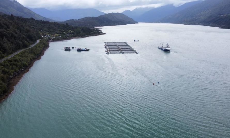 Sernapesca mantiene vigilancia en Seno de Reloncaví por Floraciones Algales Nocivas que afectan a salmónidos