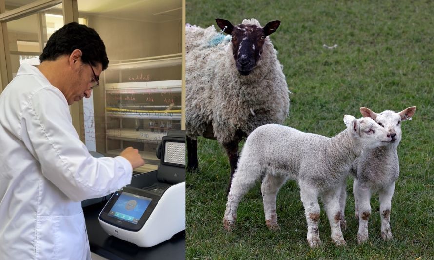 La investigación del Dr. Andrés Carvajal de INIA Remehue recibió el premio al mejor trabajo científico del XLVIII Congreso anual de la SOCHIPA. Créditos: INIA.