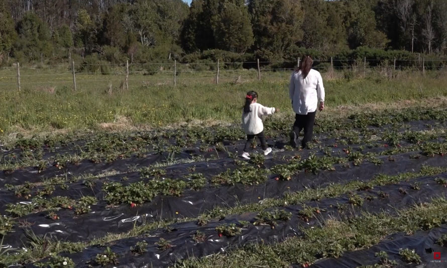 Productoras de Maullín mejoran sus cultivos con riego tecnificado y sala de procesos