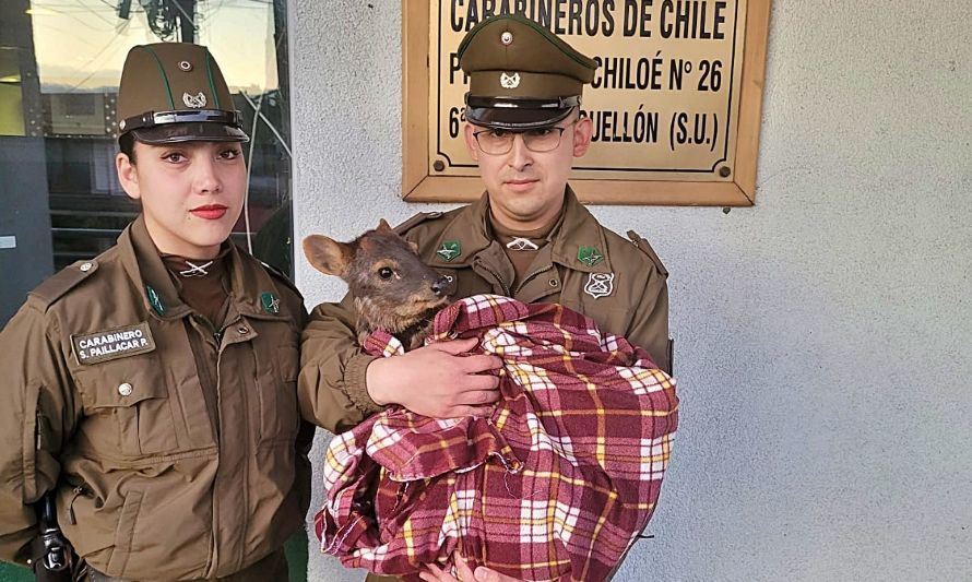 Carabineros traslada a pudú herido en ruta 5 Sur