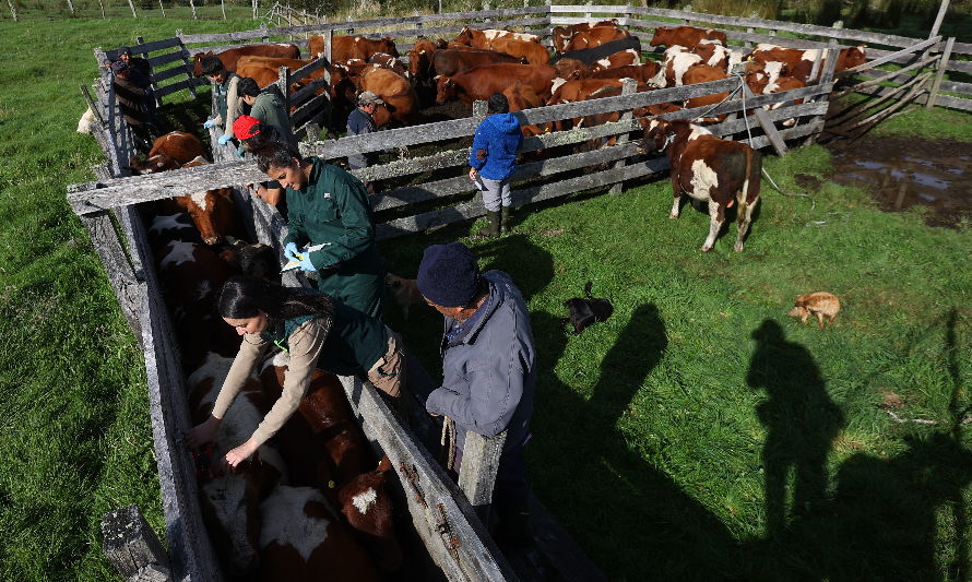 Programa del SAG y GORE los lagos analizó situación sanitaria de bovinos y ovinos en el territorio Patagonia verde