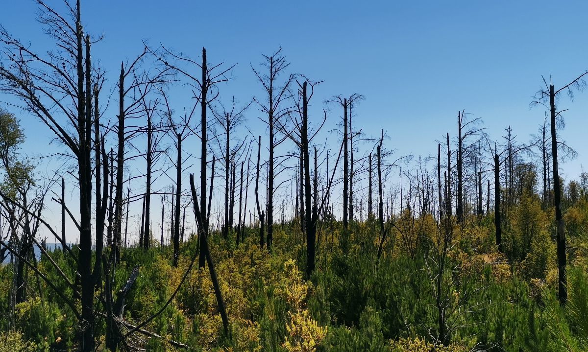 Académico UACh entregó recomendaciones para prevenir incendios forestales