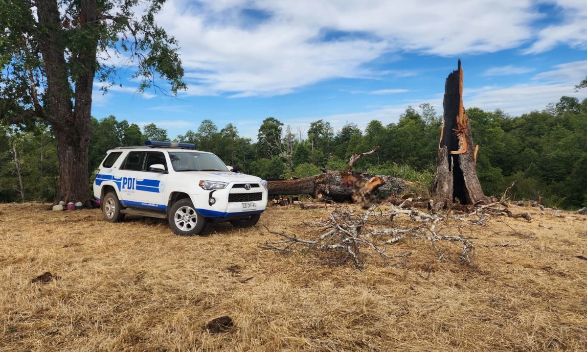 PDI indaga fallecimiento de hombre adulto mientras talaba un árbol en Purranque