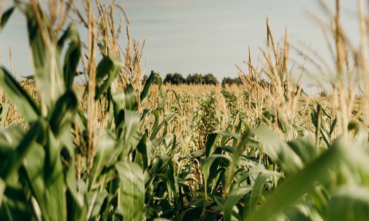 Aumento de las temperaturas podría complicar a la agricultura de la zona central del país