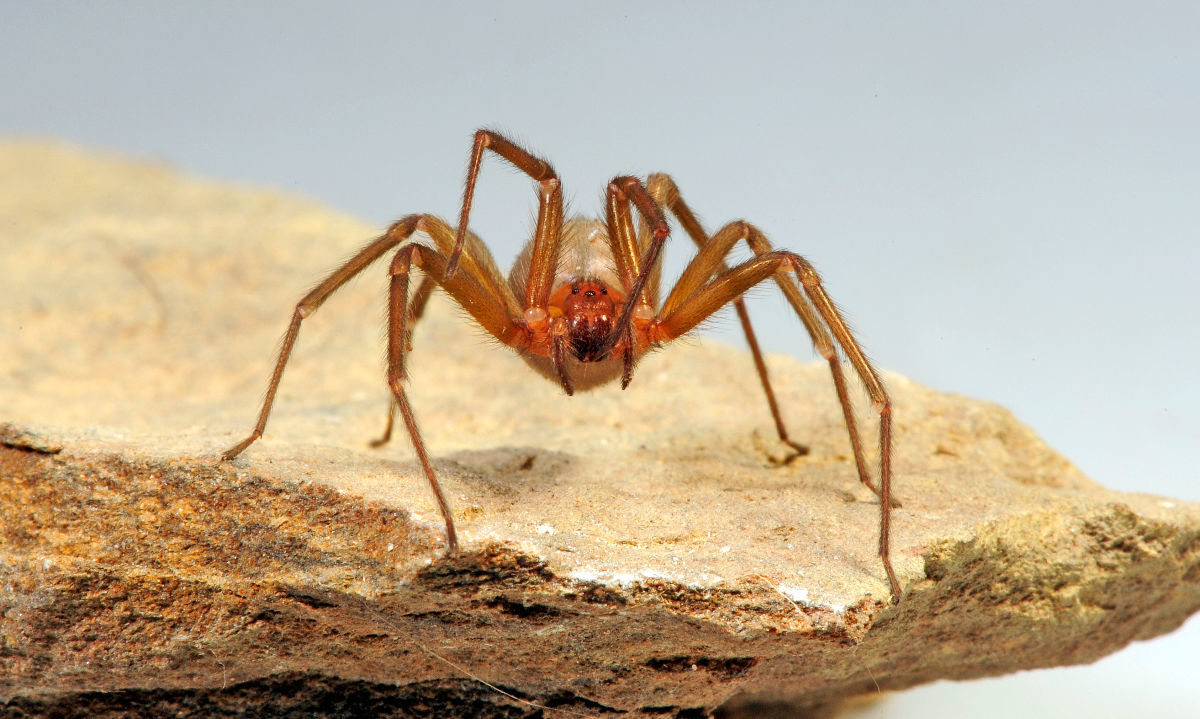 ¿Qué hacer ante una picadura de araña de rincón?