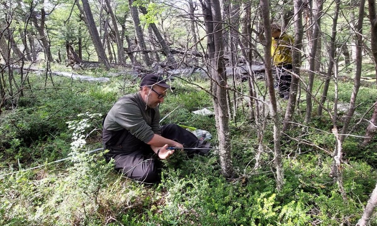 Bajo la lupa científica: Estudian los últimos bosques intactos de lenga en el Parque Nacional Torres del Paine