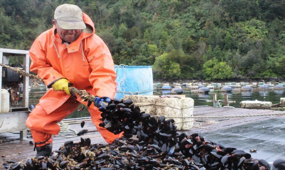 Proveedores de la mitilicultura por primera vez presentes en AquaSur