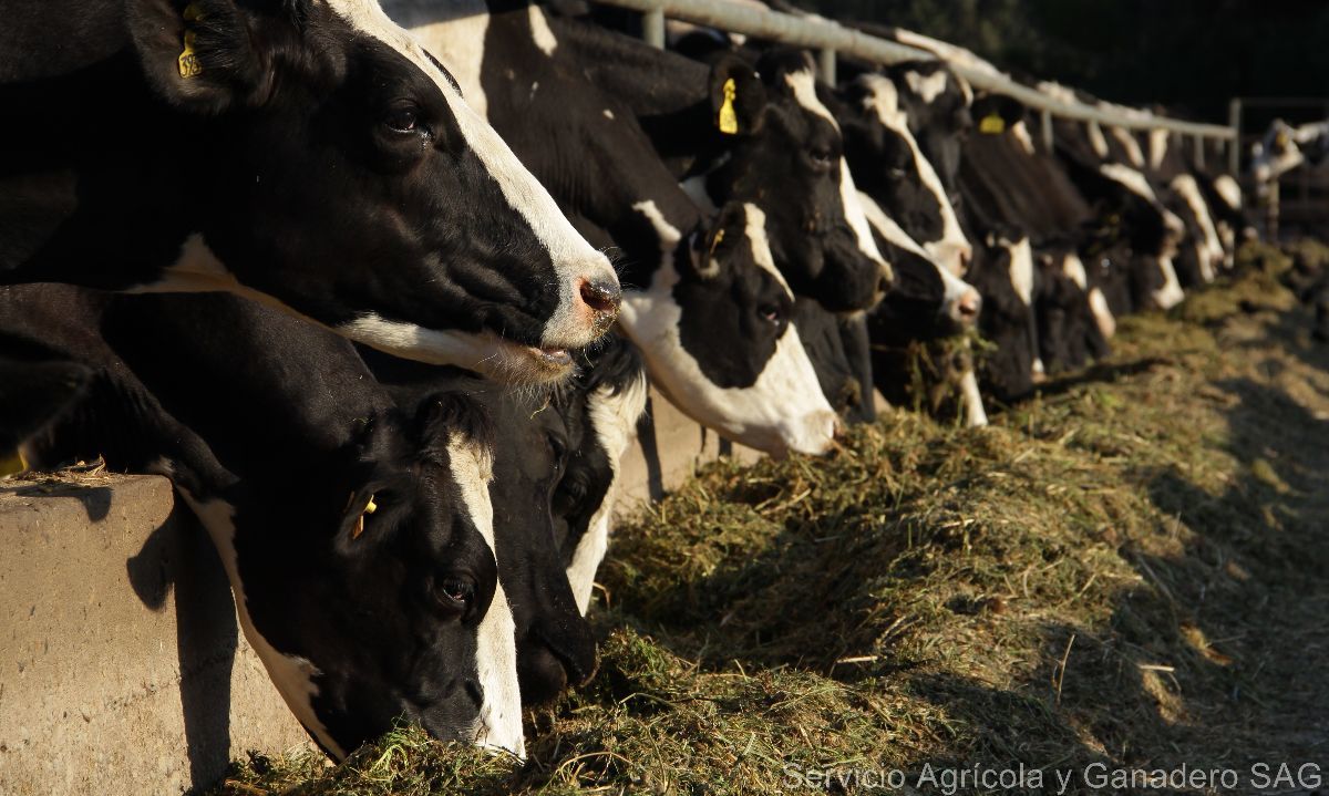 La región de Los Lagos posee el 40% de la masa ganadera bovina del país