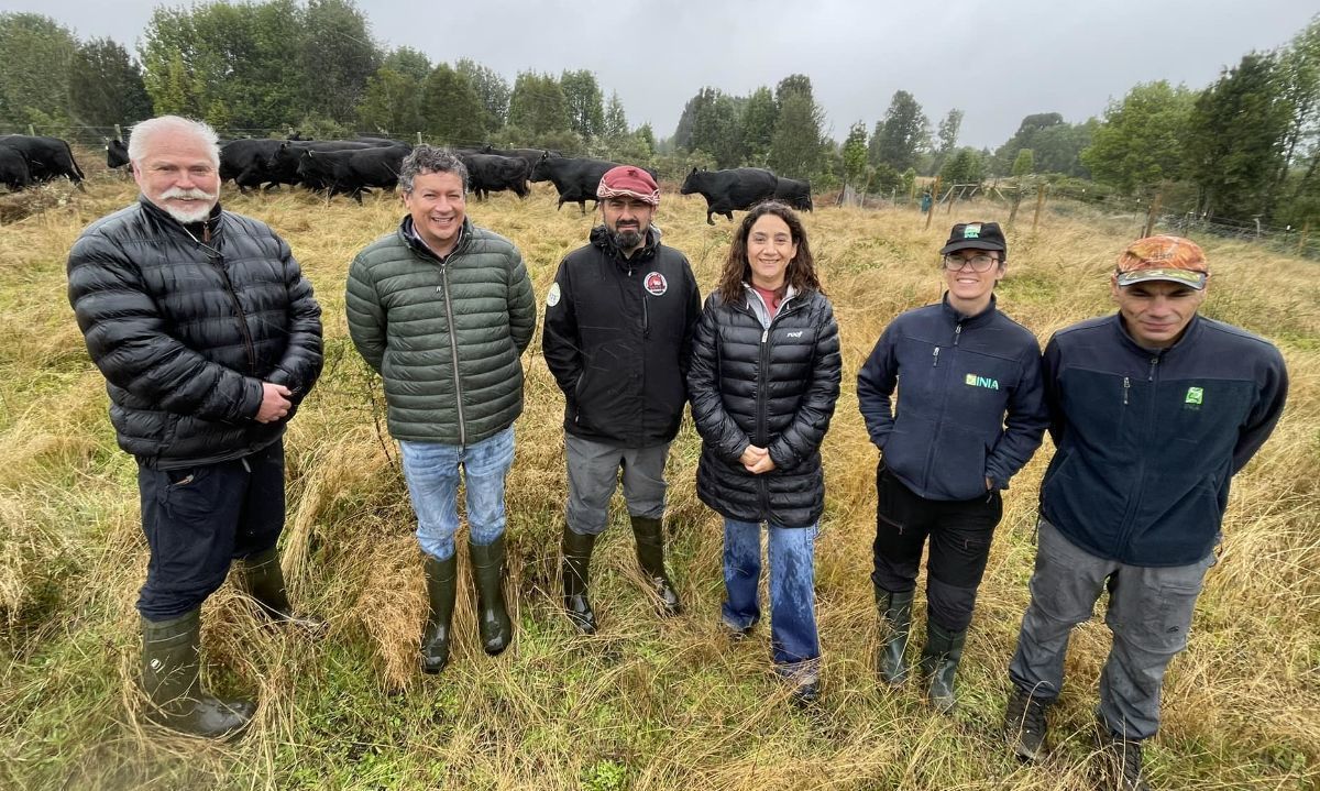 INIA establece nuevo núcleo genético de la raza Angus en Chiloé