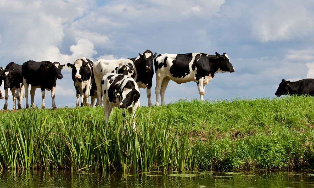 Foto de Matthias Zomer: https://www.pexels.com/es-es/foto/grupo-vaca-blanca-y-negra-422202/