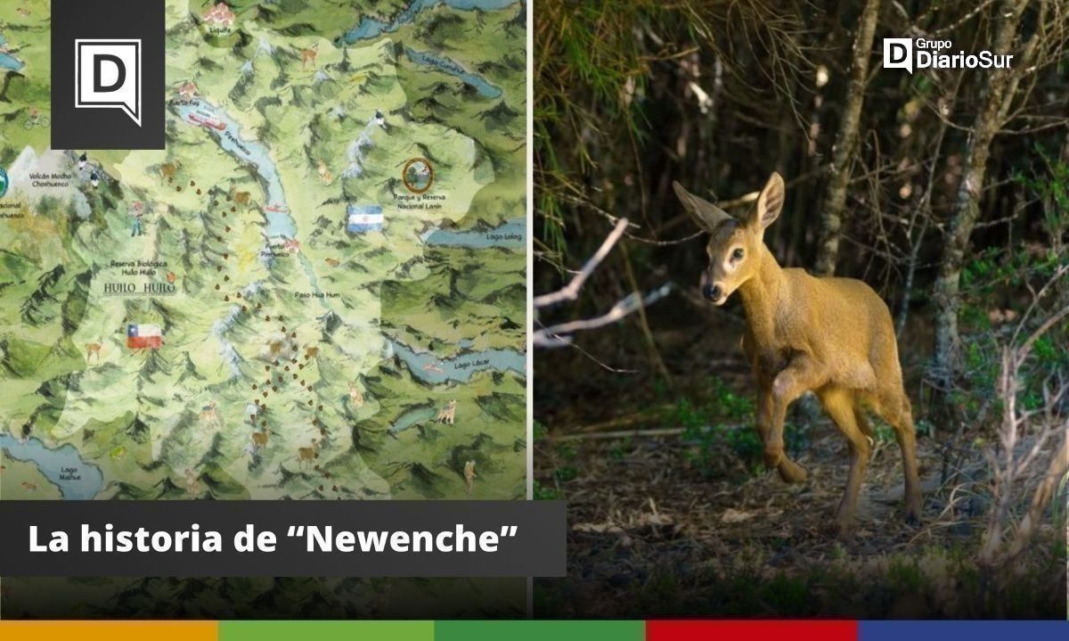 Héroe binacional: joven huemul motivó creación de corredor protegido entre Chile y Argentina