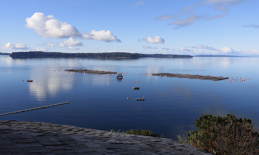 Número de salmones escapados casi se quintuplica en 2020