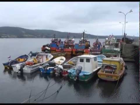 Piden que Contraloría indague contaminación de la bahía de Ancud