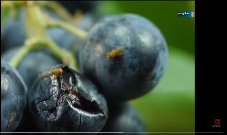 Nueva plaga preocupa la producción frutícola 